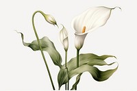 Botanical illustration calla lily flower plant petal.