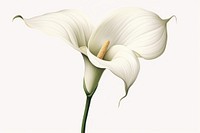 Botanical illustration calla lily flower petal plant.