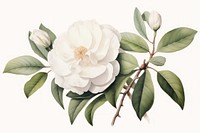 Botanical illustration camellia flower blossom plant.