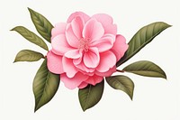 Botanical illustration camellia flower petal plant.