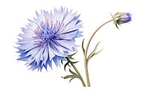 Botanical illustration cornflower blossom plant aster.