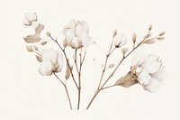 Botanical illustration cotton flower drawing sketch plant.