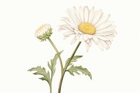 Botanical illustration daisy flower plant white.