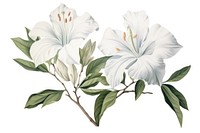 Botanical illustration floral flower blossom plant.