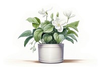 Botanical illustration flower pot plant vase houseplant.