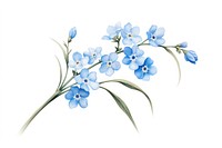 Botanical illustration forget me not flower blossom plant.