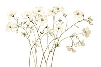 Botanical illustration gypsophila flower plant white.