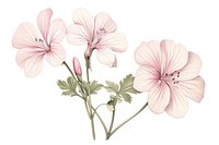 Botanical illustration geranium flower blossom plant inflorescence.