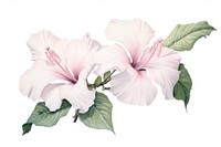 Botanical illustration hibiscus flower blossom plant.