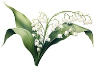 Botanical illustration lily of the valley flower plant white.