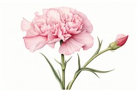 Botanical illustration pink carnation flower blossom plant.