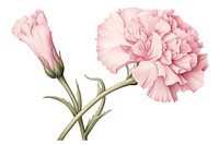 Botanical illustration pink carnation flower plant inflorescence.