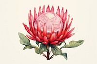 Botanical illustration protea flower plant petal.
