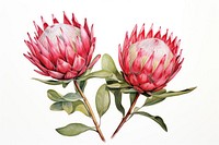 Botanical illustration protea flower artichoke plant.