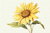 Botanical illustration sunflower plant inflorescence asteraceae.