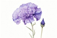 Botanical illustration violet carnation flower blossom plant.