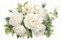 Botanical illustration white rose bouquet flower plant art.