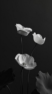 Photography of taro card flower petal plant.