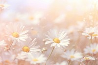 Daisy pattern bokeh effect background backgrounds outdoors blossom.