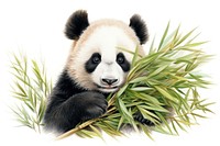 Panda eating bamboo tree wildlife animal mammal.