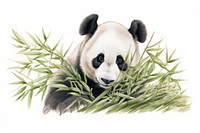 Panda eating bamboo tree wildlife animal mammal.