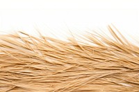 Straw flat lay backgrounds wheat white background.