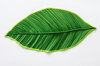 Banan leaf in embroidery style plant freshness nature.