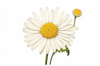 Daisy in embroidery style flower plant white.