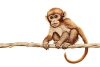 Monkey in embroidery style wildlife animal mammal.