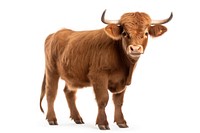 Cute bull livestock wildlife mammal.
