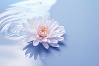 China aster flower with water pattern outdoors blossom nature.