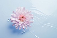 China aster flower with water pattern petal plant daisy.