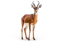 Antelope animal wildlife standing.
