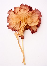 Real Pressed a Carnation flower carnation petal plant.