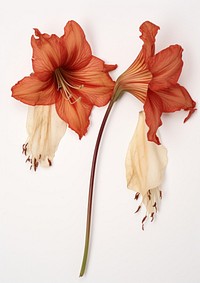 Real Pressed a amaryllis flowers plant red inflorescence.