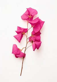 Real Pressed a bougainvillea flowers petal plant red.