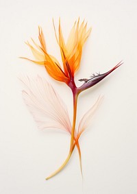 Real Pressed a Bird of paradise flowers petal plant leaf.