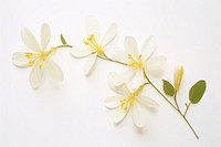 Real Pressed a Jasmine flowers petal plant white.