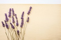Real Pressed a lavenders flower backgrounds plant.