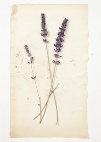 Real Pressed a lavender flower plant paper.