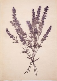 Real Pressed a lavender flower plant herb.