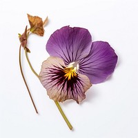 Real Pressed a Pansy flowers purple petal plant.