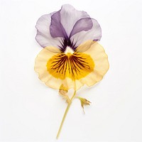 Real Pressed a Pansy flowers pansy petal plant.