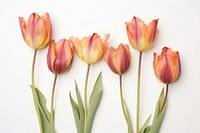 Real Pressed a Tulips flower tulip petal.