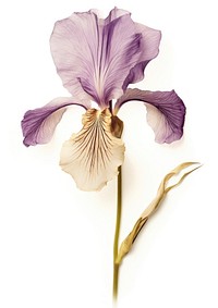 Real Pressed Iris flower iris petal plant.