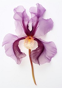 Real Pressed Iris flower blossom orchid purple.