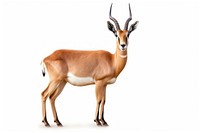 Antelope wildlife antelope animal.