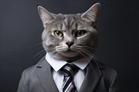 Cat portrait necktie animal.