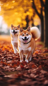  Two shiba dogs photography outdoors mammal. AI generated Image by rawpixel.
