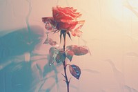  Rose against white wallpaper flower plant leaf. AI generated Image by rawpixel.